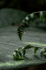 Close-up of glass sphere reflecting green foliage on a large tropical leaf with fern fronds, soft natural light and shallow depth of field © PIC by Femke