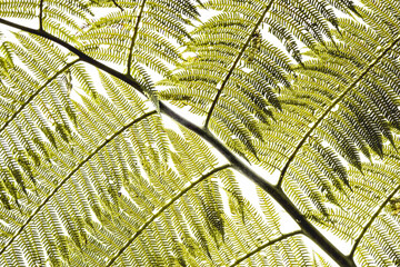 Backlit tree fern fronds with overlapping pinnate leaves and detailed veins against a bright sky background © PIC by Femke