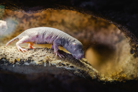 Close-up of a naked mole rat in its natural burrow, showing its wrinkled skin and whiskers in a dimly lit tunnel.