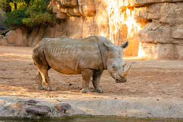 white rhinoceros standing on sandy ground in zoo habitat, large african mammal with two horns, powerful body and thick skin in natural style enclosure with warm light © petrrgoskov