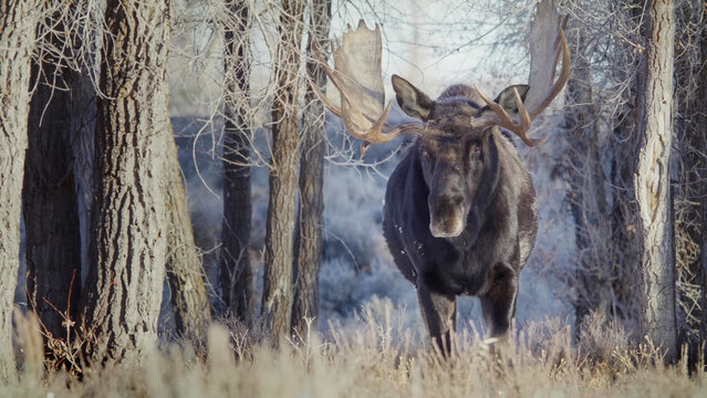 Bull Moose Walking Through Winter Forest, Yellowstone National Park - Large Male with Palmate Antlers Among Bare Trees