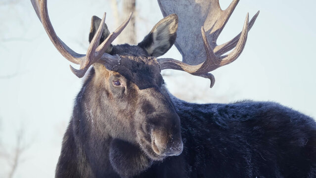 Bull Moose Close-Up Portrait in Winter, Yellowstone National Park - Large Antlered Male Alces alces in Snow