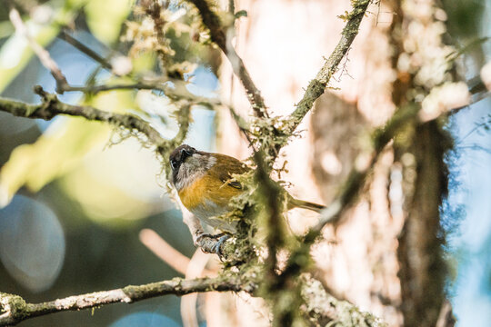 Small songbird with blue-gray upperparts and orange breast perched on mossy branch in sunlit woodland close-up