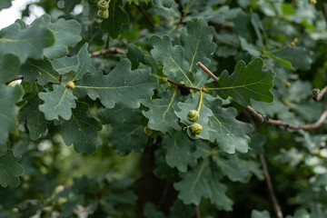 Green acorns on an oak tree © Point of view