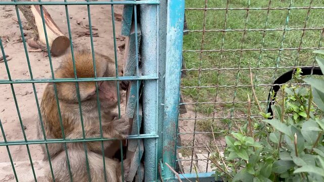 Close-up video of two different monkeys reaching out and holding hands through a wire cage fence at a zoo or animal sanctuary.
