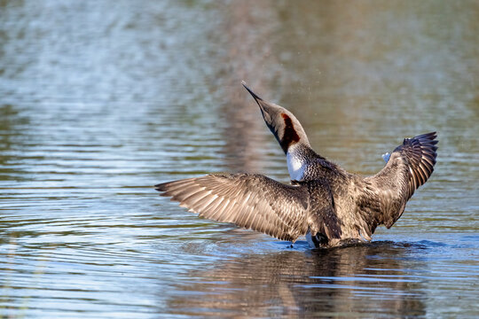Red-throated diver