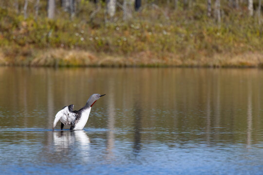 Red-throated diver