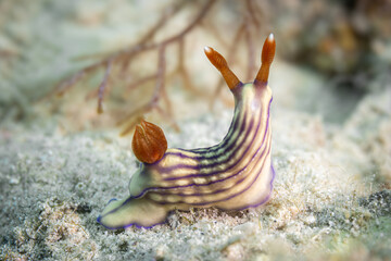 Hypselodoris Zephyra Nudibranch @ Romblom, The Philippines © Travel Tips Stories