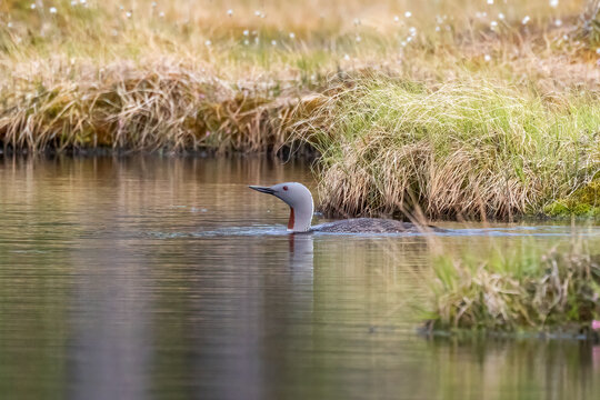 Red-throated diver