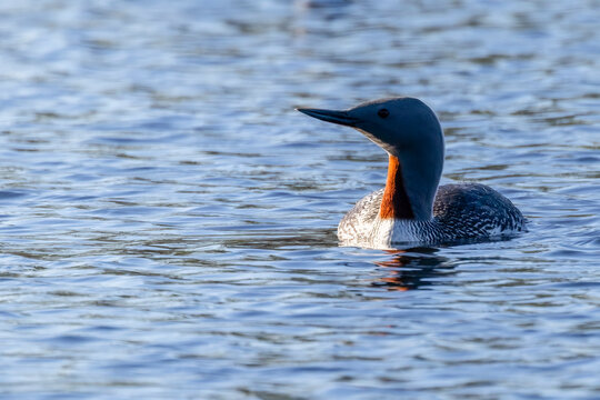 Red-throated diver