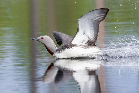 Red-throated diver
