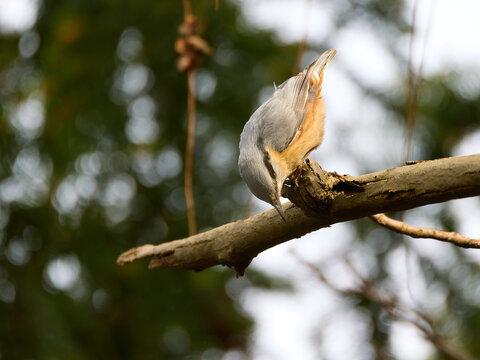 Eurasian nuthatch (Sitta europaea) walking upside down on a tree trunk in a forest. Small passerine bird climbing down headfirst on rough bark. Wildlife photography in natural habitat.
