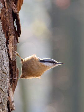 Eurasian nuthatch (Sitta europaea) walking upside down on a tree trunk in a forest. Small passerine bird climbing down headfirst on rough bark. Wildlife photography in natural habitat.