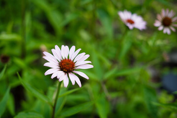 Fototapeta premium Echinacea purpurea flower blooming in green garden background 