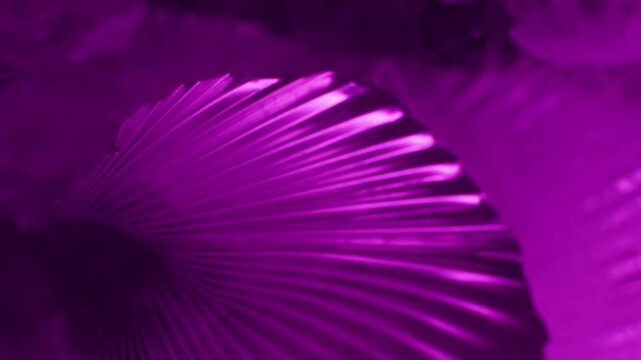 Corrugated art. Fume smoke. Defocused purple neon color steam curved fog vapor cascade on abstract creative light dark black background.