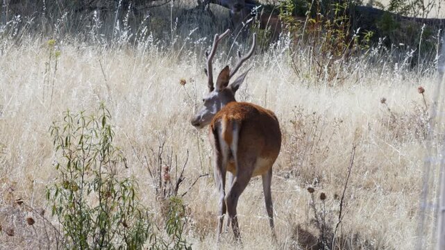 Red deer stag standing in dry grass and watching, Cervus elaphus, Monfrag&uuml;e, Extremadura, Spain, 4k video, slow motion x2, 25 fps