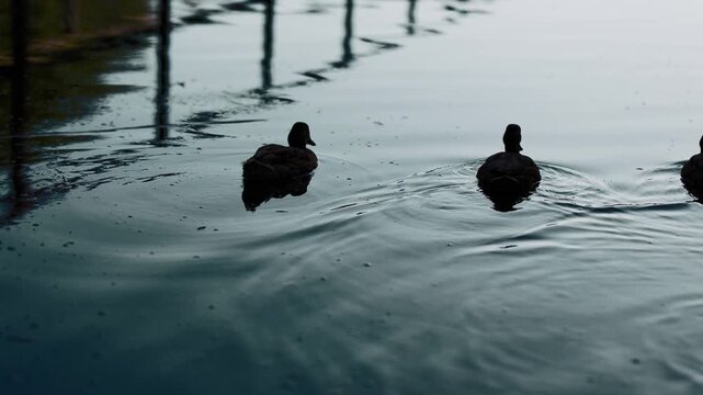 Silhouette of wild ducks swimming in a line on a calm lake water surface. Group of birds moving across the river. Nature wildlife in natural habitat concept.