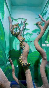 Vertical video of a large yellow anaconda snake with black pattern coiled around dry tree branches inside a zoo terrarium enclosure.
