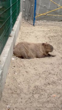 Vertical video of a cute fluffy capybara resting and sleeping peacefully on sand inside a zoo enclosure on a sunny day.
