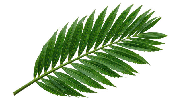 Vivid green palm leaf with detailed texture and sharp edges isolated on transparent background