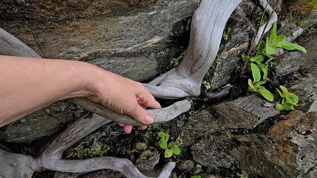 A hand strokes the old roots of a large tree ina stone granite wall. Norway, Alver. August