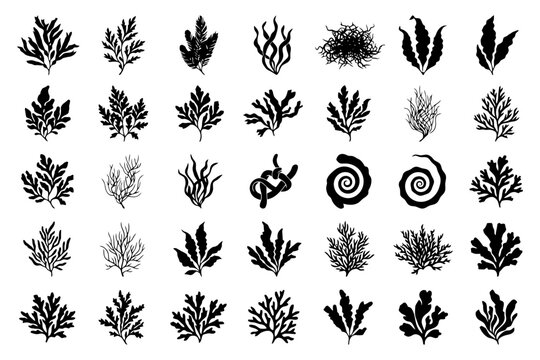 Set of 37 black silhouette seaweed icons on white background.
