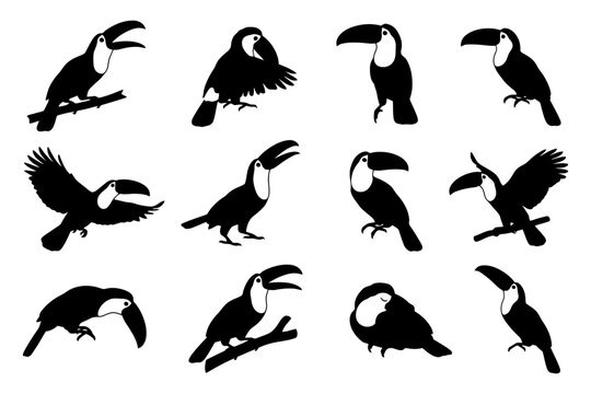 Silhouette collection of toucans in various poses and positions.