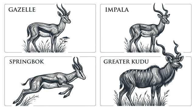 Antelopes including gazelle, impala, springbok, and greater kudu are featured in this detailed set of monochrome animal illustrations.