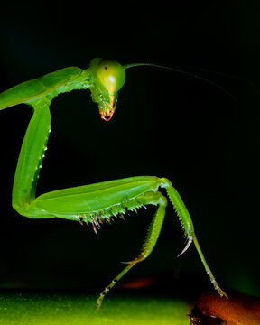 Close-up macro of a green praying mantis showing its extended spiny forelegs and head.