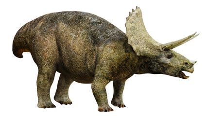 Majestic Triceratops roaring in side view. © Ilie
