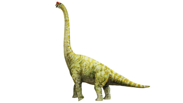 Model of a Brachiosaurus dinosaur on white background