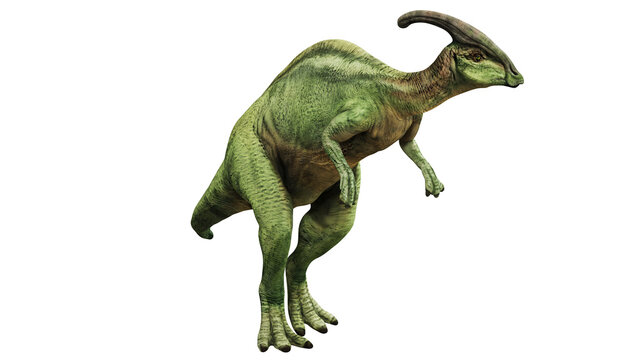Parasaurolophus dinosaur in mid-stride on white background.