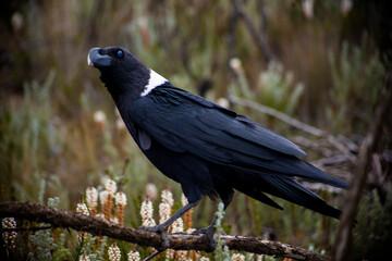 Obraz premium Wild black bird on a tree branch in the forests of Mount Kilimanjaro, Tanzania