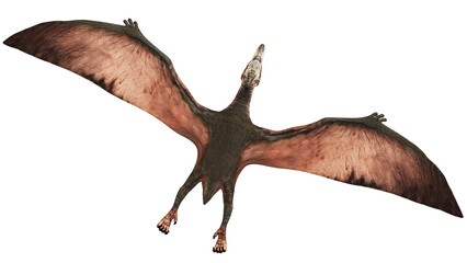 Flying pterosaur with outstretched wings © Ilie