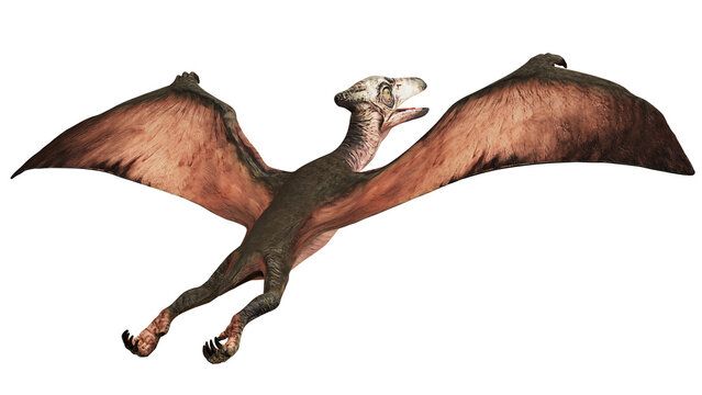 Flying prehistoric pterosaur with large wingspan