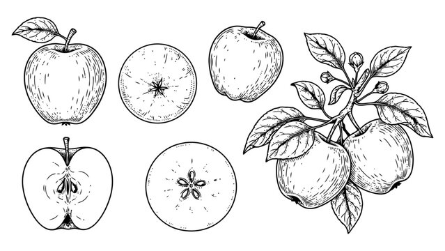 Hand drawn set of fresh apples with leaves and apple slices in sketch style illustration Vector