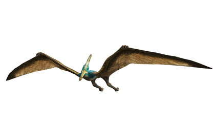 Pterodactyl soaring with extended wings. © Ilie