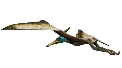 Detailed illustration of a pterosaur in flight. © Ilie