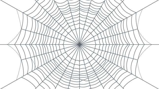 A symmetrical spider web illustration, rendered in fine gray lines against a clean white background, creates a minimalist yet intricate pattern often associated with mystery and Halloween.