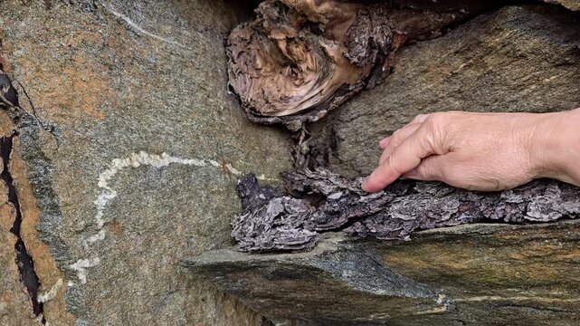 A hand touches the bark of a large tree in a stone granite wall. Norway, Alver. August