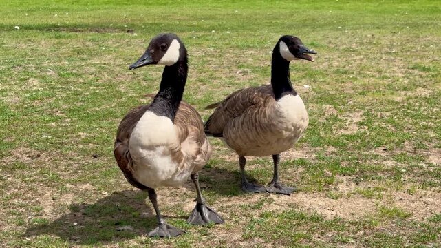 Horizontal video of two Canada geese standing and walking together on a green grass field outdoors on a sunny summer day.
