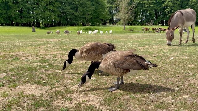 Horizontal video of Canada geese grazing on green grass while a donkey walks in the background at an outdoor eco farm on a sunny day.
