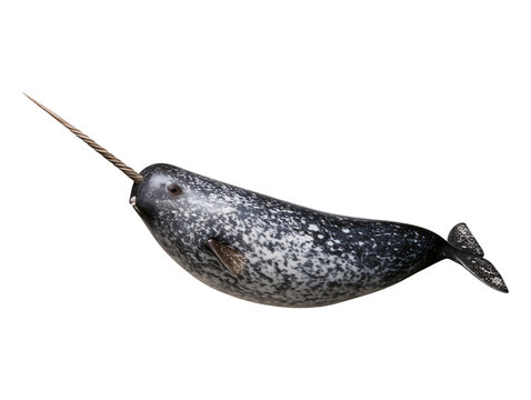Narwhal whale isolated on transparent or white background, png