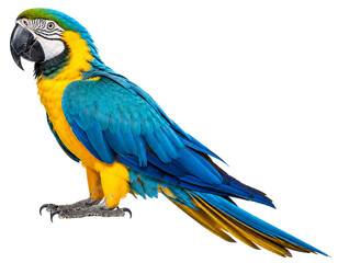 Blue and gold macaw parrot bird photo PNG transparent background isolate © SOUROV