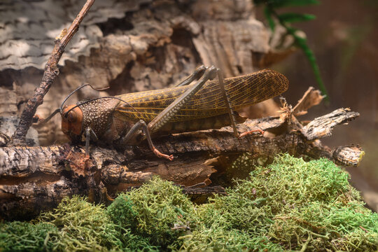 Grasshopper on the ground