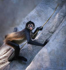 A young spider monkey climbs a tree © PixilRay