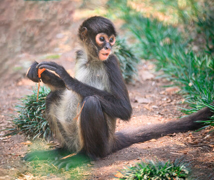 A young spider monkey sits on the forest floor while holding food