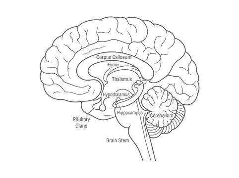 Detailed anatomical diagram of the human brain showing internal structures in line art style.