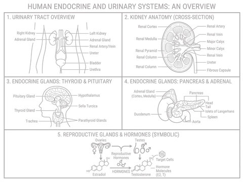 Overview chart of human endocrine and urinary systems with detailed anatomical labeling