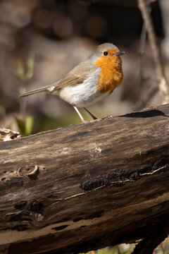 European robin